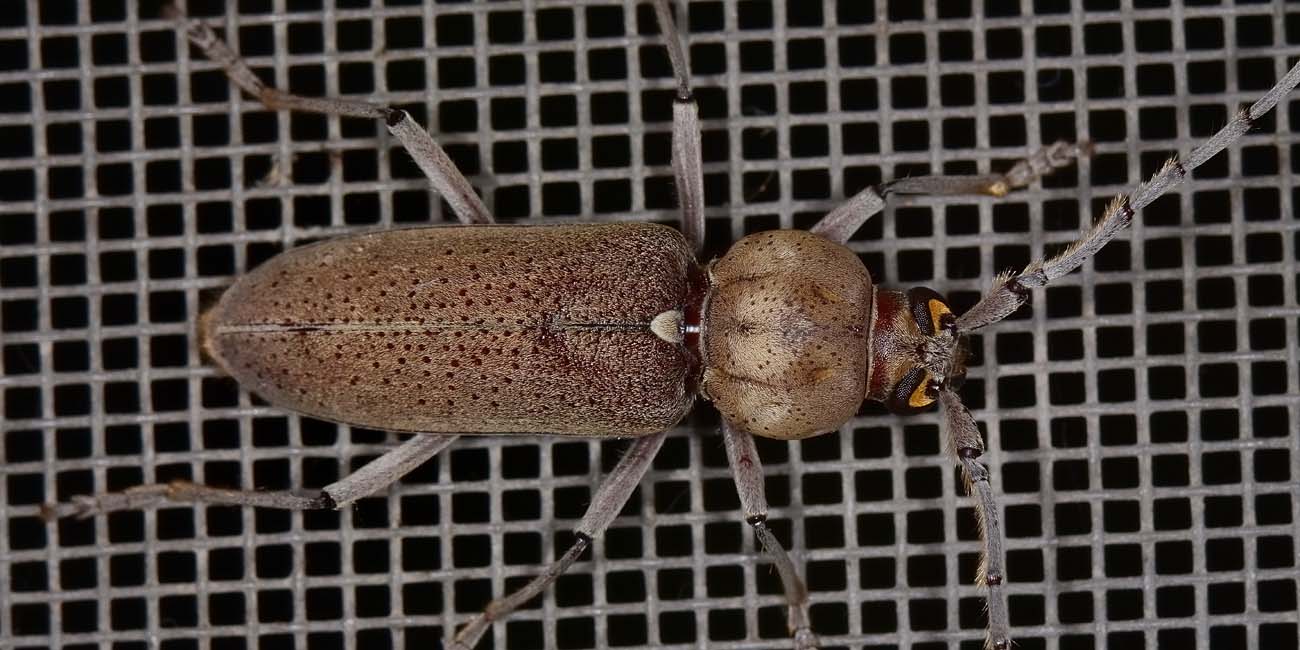 Hesperophanes  sericeus
